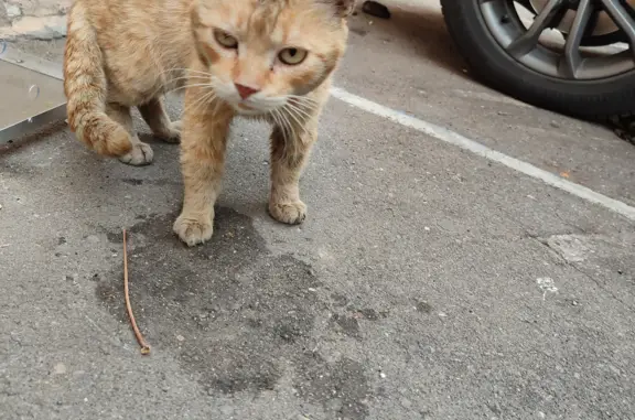 Голодный и грязный кот на Покровском бульваре