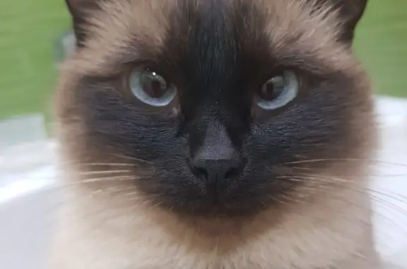 Пропала сиамская кошка Маша в Новохопёрске