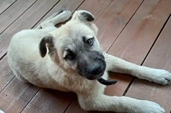 Найден щенок девочка в Крапивенском поселении