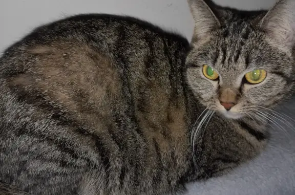 Кошки потеряшки, Омск, фото: Потеряшка серая кошка на Осоавиахимовской ул., 185 к3, Омск