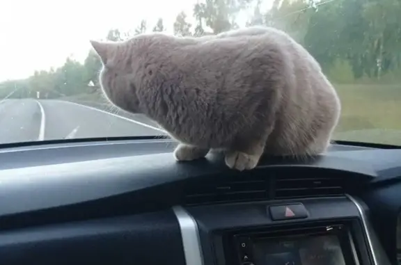 Объявления о пропавших и найденных животных, Новосибирск, фото: Потерялся серо-персиковый кот, ул. Аэропорт, 26, Новосибирск