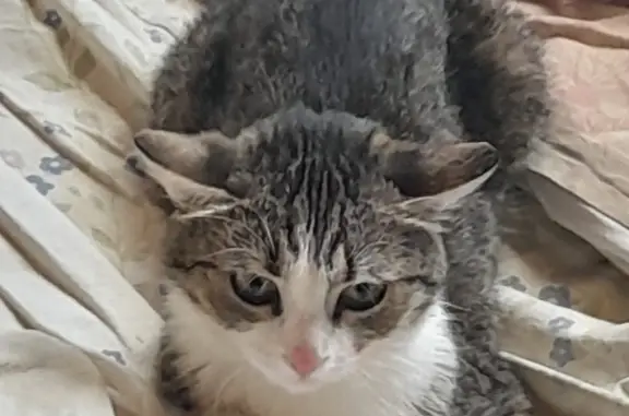 Потерянные животные Волгодонск, фото: Пропала кошка на Бетонной улице, Волгодонск