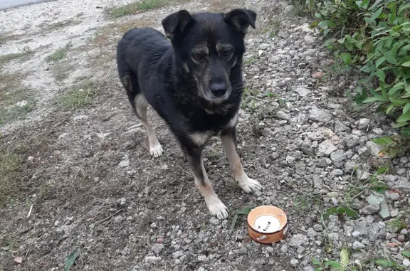 Найден голодный пёс на ул. Бабякина, Тула
