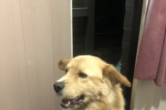 Собака Кобель, похожий на ретривера, найдена на улице Красный Путь в Омске