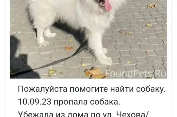 Пропала собака Белый самоед Берто на ул. Чехова, Симферополь