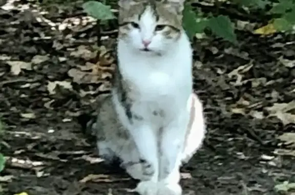 Найден кот в парке Останкино, Москва