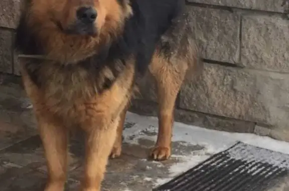 Пропала собака Мальчик на Речной улице 3, Красногорск