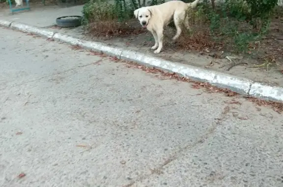 Собака Белый Лабрадор, Красноармейская улица, 59