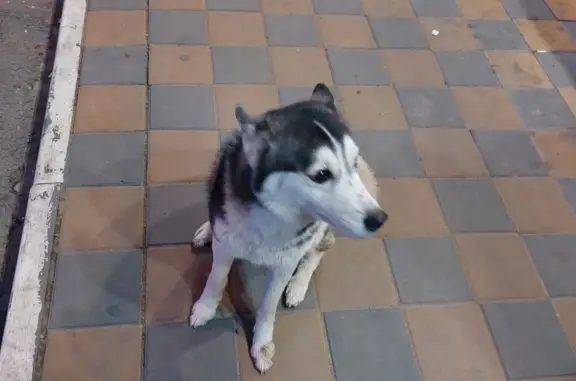 Найдена собака Хаски на Ополченской, 37