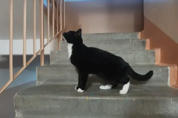 Найдена кошка Чёрно белый, ул. Мира, 17, Мурманск