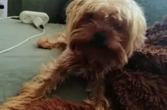 Собаки потеряшки, Чита, фото: Потеряшка собака Йорк, ул. Бутина 93, Чита