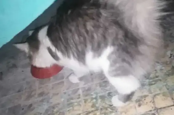 Найденные животные Набережные Челны, фото: Пропала кошка в Набережных Челнах