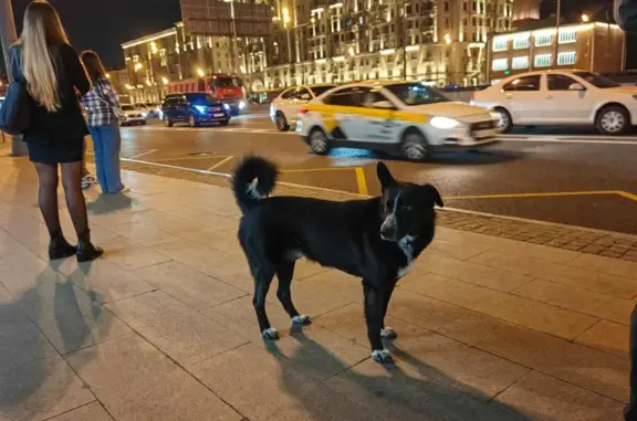 Собака Черный - попрошайничает на Ленинградском проспекте, 76А