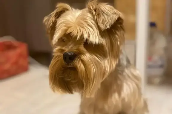 Собаки потеряшки, Санкт-Петербург, фото: Потеряшка собака Йоркширский терьер на Лётчика Пилютова, 13 к2, СПб