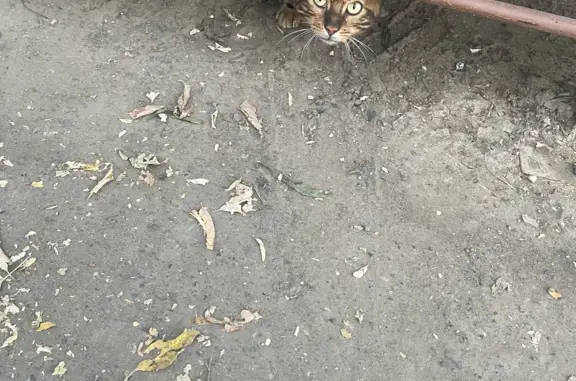 Найден кот на ул. Лысогорской, рядом с мусорными баками