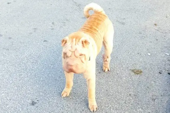 Собака Шарпей найдена на Октябрьской 42, Великий Новгород