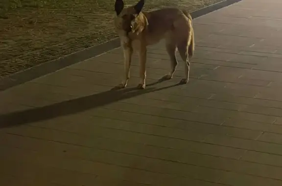 Потерян пёс на Реутовской улице, Балашиха