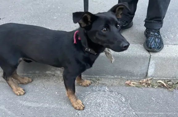 Найдена собака Кобель на Макеевской улице, Москва