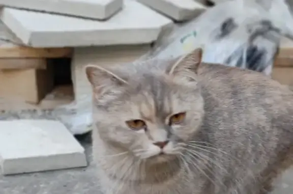 Найдена кошка на Петрозаводской ул., 5 к4, Москва