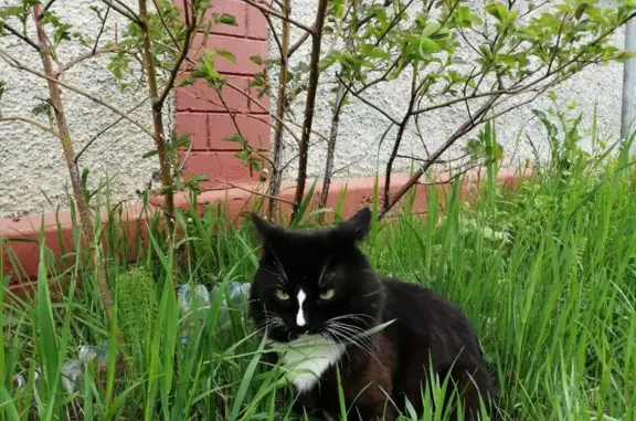 Пропала кошка в Камчатском крае