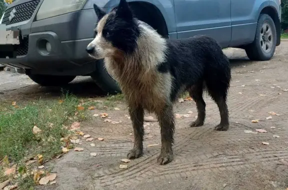 Собака найдена в Тетеево, звоните по 89173966488