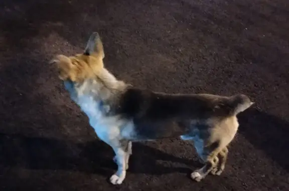 Найдена собака на ул. Карла Маркса, Красноярск