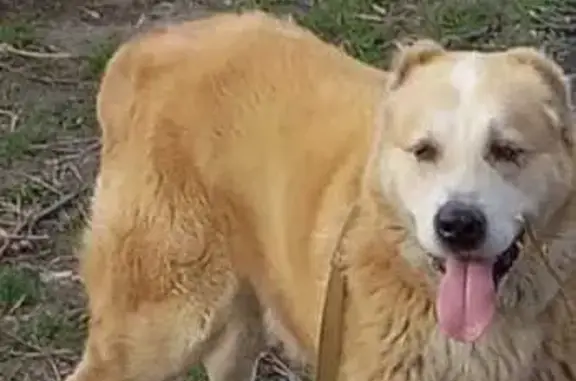 Пропала собака Алабай в Ростове-на-Дону