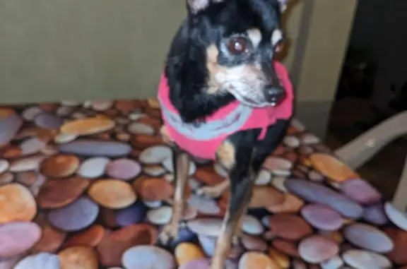 Собака Той-терьер найдена на Первомайской улице, 33