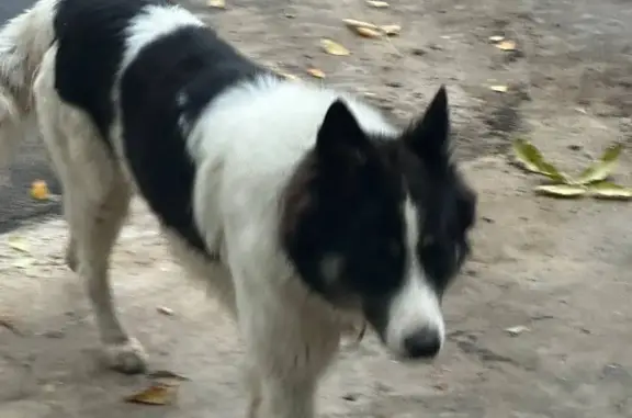 Собака лайка, чёрно-белый окрас, бегает у домов 16, 18 по ул. Миллионщикова, Москва