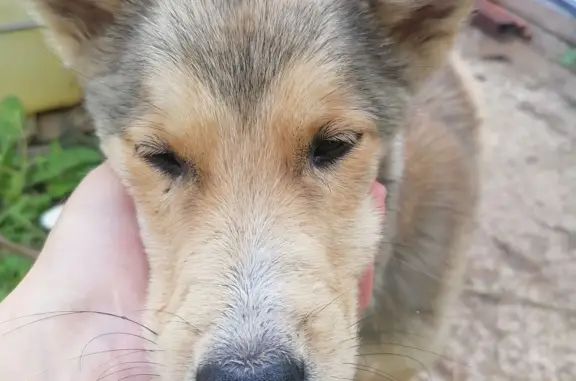 Собака-хаски найдена в Перми