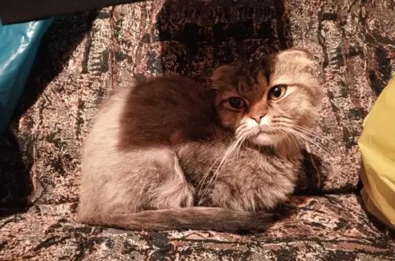 Найдена кошка Вислоухая на Октябрьской улице, 34