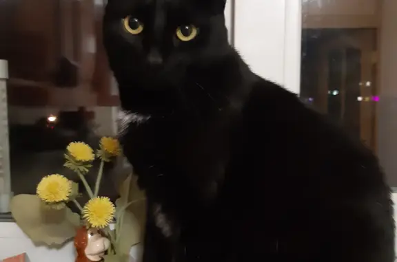 Пропала кошка Мурик, черный окрас, адрес: ул. Александрова, 16