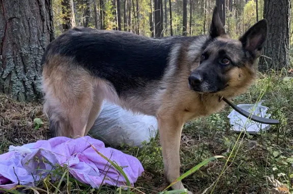 Собака Овчарка найдена в лесу, Червишевское сельское поселение, Тюменская область
