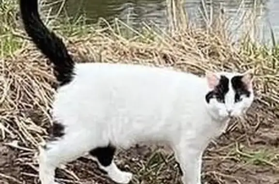 Кошки потеряшки, Московская область, фото: Потеряшка кошка на ул. Мира, 44