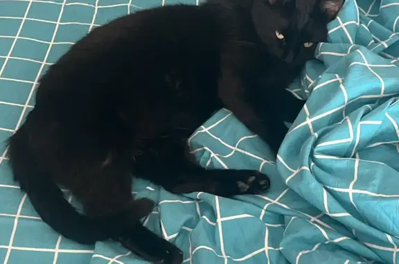 Пропала кошка Черный кот. Будённовск 5