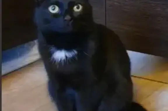 Пропала кошка Кот, окрас чёрный, улица Блюхера, Челябинск