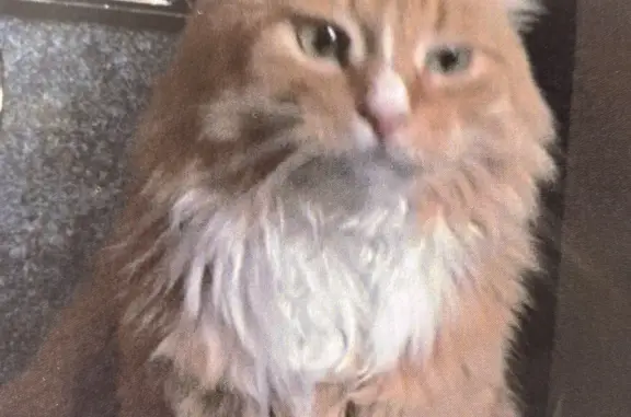 Пропала кошка: рыжий кот, адрес: ул. Маршала Василевского, 17, Москва