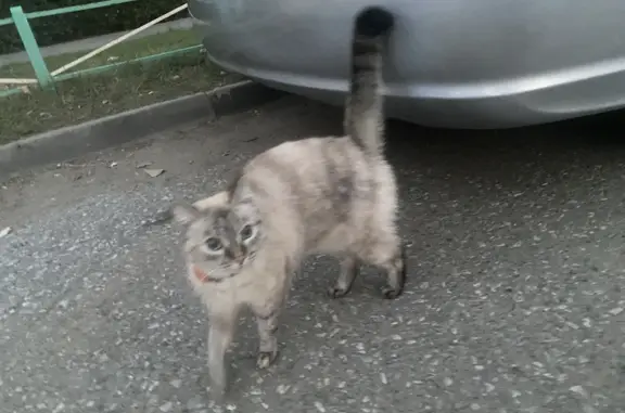 Найдена девочка-кошка с ошейником на бульваре Архитекторов, Омск