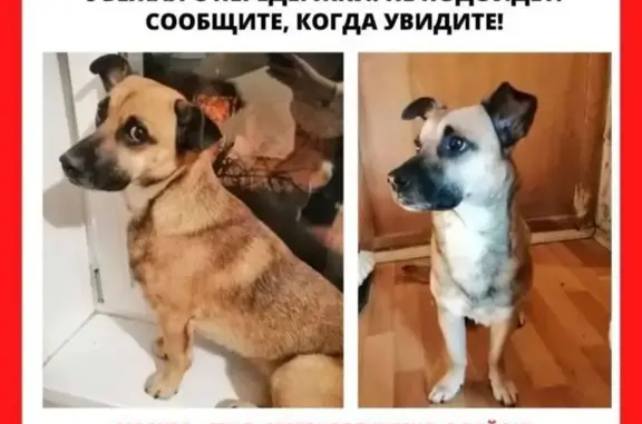 Пропала собака на ул. Вилиса Лациса, Москва