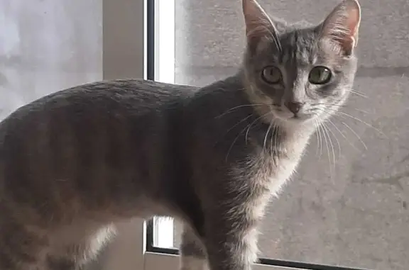 Пропала кошка Мальчик, серый в полоску, ул. Багратиона, 56, Иркутск