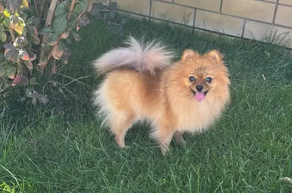 Объявления о пропавших и найденных животных, Волгоград, фото: Пропала собака: Рыжий шпиц Боня, ул. Академика Палладина 40, Волгоград