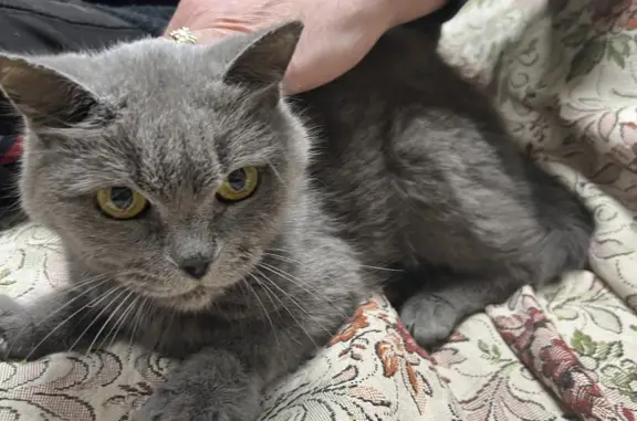 Найдена кошка в Мартемьяново