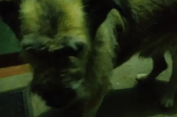 Собака с ошейником в 2 подъезде, Ангарск