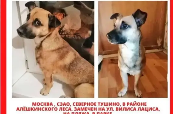 Пропала собака Метис, рыжего окраса, адрес: ул. Вилиса Лациса, 17 с1, Москва