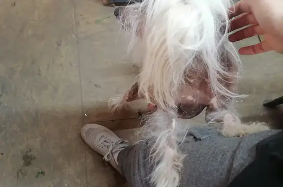 Найдена собака без зубов, окрас коричнево-белый, Домодедово