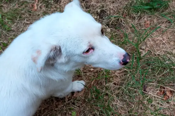 Найдена собака Белый песик, Социалистическая улица, 19, Ставрополь