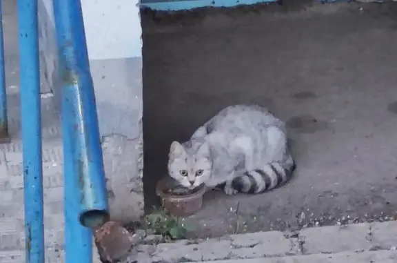 Найдена кошка на Туркестанской улице, Оренбург