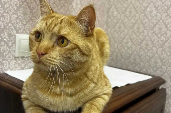 Кошки потеряшки, Новосибирск, фото: Потеряшка кошка на Бородинской, 14.09.2023, Новосибирск