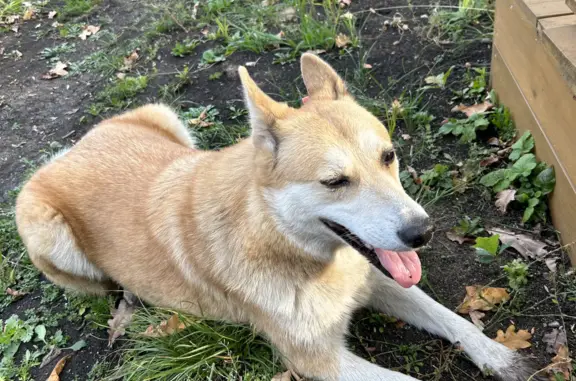 Найдена собака Персикового окраса на Пляжной улице, Уфа