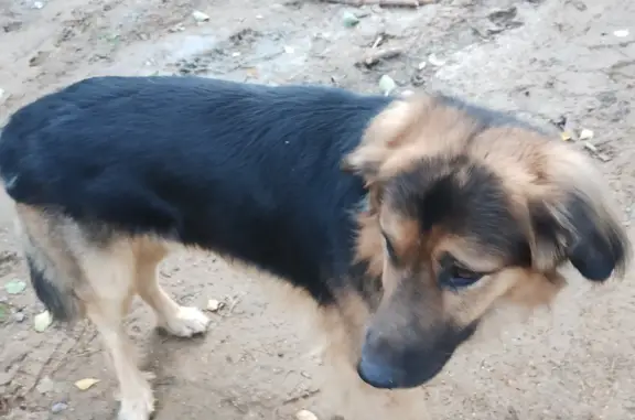 Собаки с ошейниками найдены в Ропшинском сельском поселении